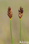 Saltmarsh Flat-sedge (Blysmus rufus)