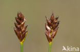 Saltmarsh Flat-sedge (Blysmus rufus)