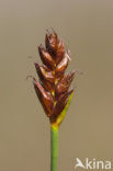 Saltmarsh Flat-sedge (Blysmus rufus)