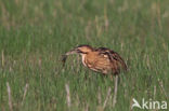 Bittern (Botaurus stellaris)
