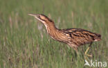 Bittern (Botaurus stellaris)