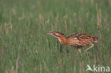 Bittern (Botaurus stellaris)
