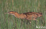 Bittern (Botaurus stellaris)