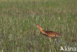 Bittern (Botaurus stellaris)