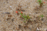 Rood guichelheil (Anagallis arvensis ssp arvensis)