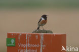 Roodborsttapuit (Saxicola rubicola)