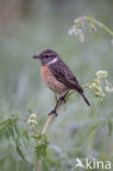 Roodborsttapuit (Saxicola rubicola)