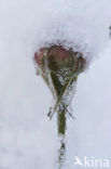 Rose (Rosa)