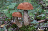 Aspen mushroom (Leccinum rufum)