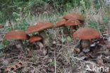 Rosse populierboleet (Leccinum rufum)