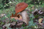 Aspen mushroom (Leccinum rufum)