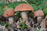Aspen mushroom (Leccinum rufum)