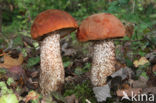 Aspen mushroom (Leccinum rufum)