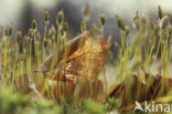 Ruig haarmos (Polytrichum piliferum)