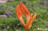 Rupsendoder (Cordyceps militaris)