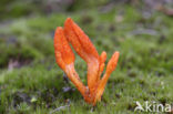 Rupsendoder (Cordyceps militaris)