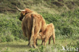 Highland Cow (Bos domesticus)