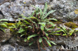 Schubvaren (Asplenium ceterach)