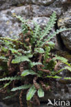 Rusty Back (Asplenium ceterach)