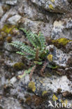 Rusty Back (Asplenium ceterach)