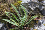 Rusty Back (Asplenium ceterach)