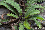 Rusty Back (Asplenium ceterach)