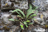 Rusty Back (Asplenium ceterach)