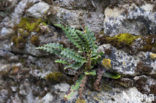 Rusty Back (Asplenium ceterach)