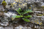 Rusty Back (Asplenium ceterach)