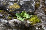 Rusty Back (Asplenium ceterach)