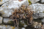 Rusty Back (Asplenium ceterach)