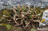Rusty Back (Asplenium ceterach)