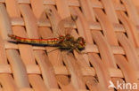 Steenrode heidelibel (Sympetrum vulgatum)