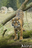 Sumatraanse tijger (Panthera tigris sumatrae) 