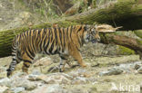 Sumatraanse tijger (Panthera tigris sumatrae) 