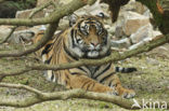 Sumatraanse tijger (Panthera tigris sumatrae) 