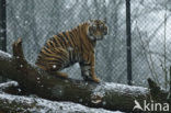Sumatran Tiger (Panthera tigris sumatrae) 