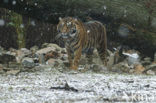 Sumatraanse tijger (Panthera tigris sumatrae) 