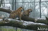 Sumatraanse tijger (Panthera tigris sumatrae) 