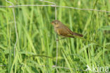 Tjiftjaf (Phylloscopus collybita)