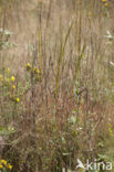 Torenkruid (Arabis glabra) 