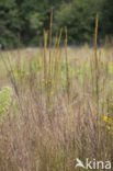 Garden Arabis (Arabis glabra)