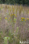 Torenkruid (Arabis glabra) 