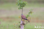 Torenvalk (Falco tinnunculus)