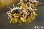 Chinese witchhazel (Hamamelis mollis)