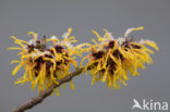 Chinese witchhazel (Hamamelis mollis)