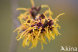 Chinese witchhazel (Hamamelis mollis)