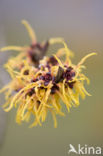 Chinese witchhazel (Hamamelis mollis)