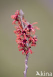 Chinese witchhazel (Hamamelis mollis)