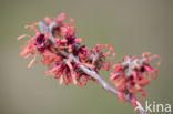 Chinese witchhazel (Hamamelis mollis)